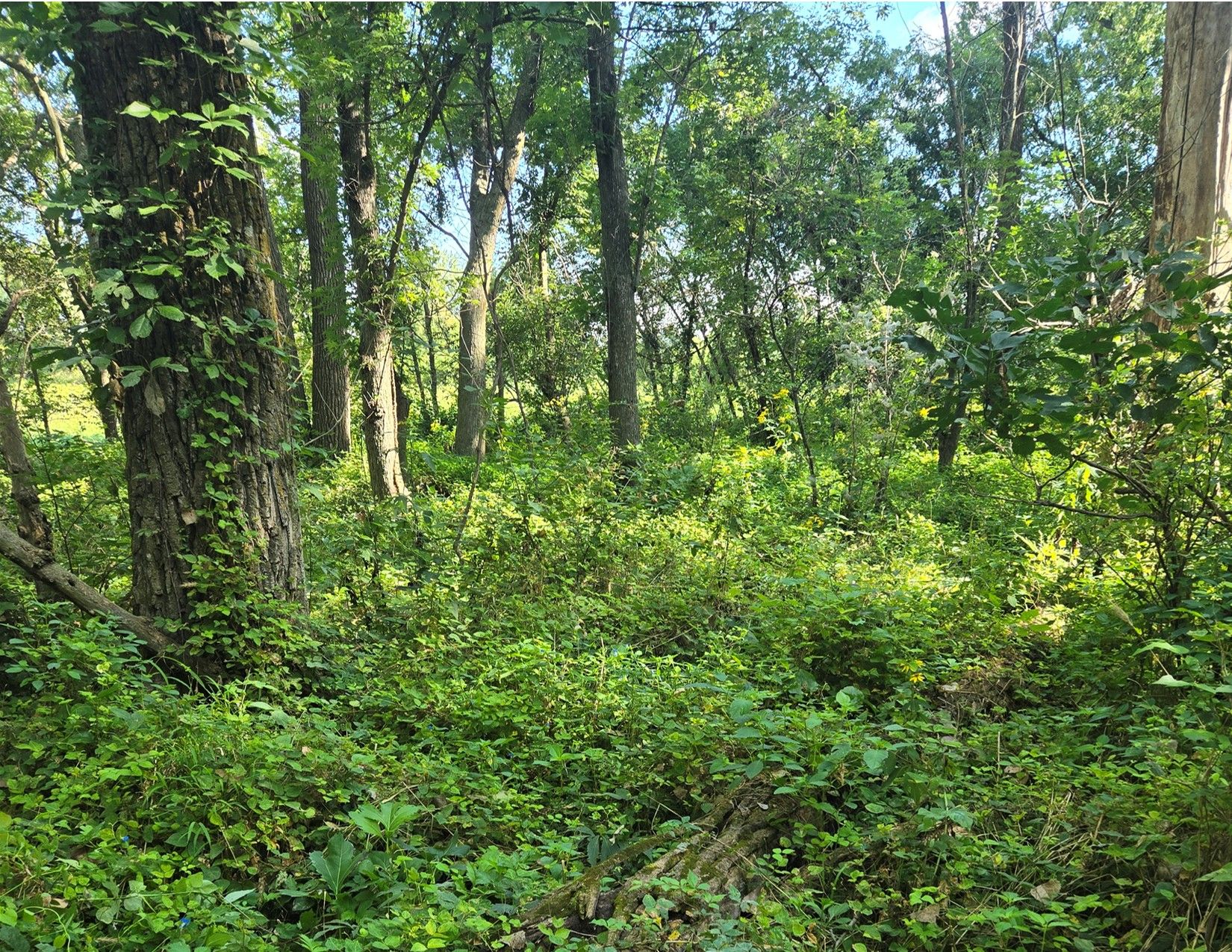 Listing Photo: Wayne County, Iowa Land Listing - 17